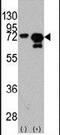 Heat shock 70 kDa protein 1A/1B antibody, PA5-14522, Invitrogen Antibodies, Western Blot image 