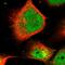 Pleckstrin Homology And RhoGEF Domain Containing G2 antibody, HPA048054, Atlas Antibodies, Immunofluorescence image 