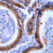 Vasodilator Stimulated Phosphoprotein antibody, LS-C352983, Lifespan Biosciences, Immunohistochemistry frozen image 