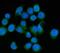MLX Interacting Protein antibody, A08709-2, Boster Biological Technology, Immunofluorescence image 