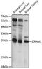 DNA damage-regulated autophagy modulator protein 1 antibody, LS-C750435, Lifespan Biosciences, Western Blot image 