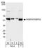 FKBP Prolyl Isomerase 4 antibody, A301-427A, Bethyl Labs, Western Blot image 