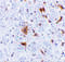 Fas apoptotic inhibitory molecule 2 antibody, 2285, ProSci Inc, Immunohistochemistry paraffin image 