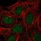 Ubiquitin carboxyl-terminal hydrolase 3 antibody, HPA060513, Atlas Antibodies, Immunofluorescence image 