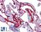 SCUBE2 antibody, LS-B5306, Lifespan Biosciences, Immunohistochemistry paraffin image 