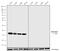 Di-Methyl-Histone H3 antibody, 701767, Invitrogen Antibodies, Western Blot image 