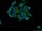 RAB11 Family Interacting Protein 1 antibody, 16778-1-AP, Proteintech Group, Immunofluorescence image 