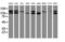 Sentrin-specific protease 2 antibody, LS-C175138, Lifespan Biosciences, Western Blot image 
