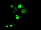Chromosome 16 Open Reading Frame 72 antibody, GTX84756, GeneTex, Immunofluorescence image 