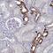 Shisa Like 2A antibody, PA5-56551, Invitrogen Antibodies, Immunohistochemistry paraffin image 