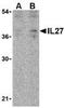 Interleukin 27 antibody, TA306316, Origene, Western Blot image 