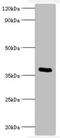 Bordetella pertussis toxin subunit S1 antibody, orb240454, Biorbyt, Western Blot image 