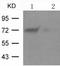 CREB2 antibody, TA324218, Origene, Western Blot image 