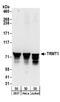 TRNA Methyltransferase 1 antibody, A304-203A, Bethyl Labs, Western Blot image 