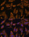 Myotubularin Related Protein 4 antibody, 16-006, ProSci, Immunofluorescence image 