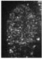 Chromobox 1 antibody, GTX00736, GeneTex, Immunofluorescence image 