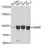 Hyaluronan Mediated Motility Receptor antibody, A12445, ABclonal Technology, Western Blot image 