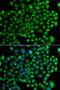 Zinc Finger FYVE-Type Containing 1 antibody, LS-B15646, Lifespan Biosciences, Immunofluorescence image 