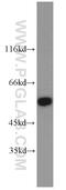PDZ And LIM Domain 7 antibody, 10221-1-AP, Proteintech Group, Western Blot image 