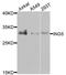 Inhibitor of growth protein 5 antibody, orb247880, Biorbyt, Western Blot image 