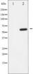 Ephrin B1 antibody, TA325424, Origene, Western Blot image 
