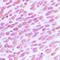 Cell Division Cycle 25C antibody, LS-C353935, Lifespan Biosciences, Immunohistochemistry frozen image 