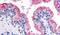 Protein Wnt-8a antibody, PA5-34331, Invitrogen Antibodies, Immunohistochemistry frozen image 