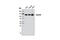 Protein transport protein Sec24A antibody, 9678S, Cell Signaling Technology, Western Blot image 
