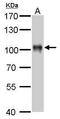 Villin 1 antibody, TA308804, Origene, Western Blot image 