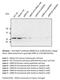 RAB27A, Member RAS Oncogene Family antibody, AB0023-200, SICGEN, Western Blot image 
