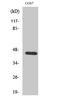 Coagulation Factor III, Tissue Factor antibody, STJ95975, St John