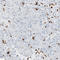 Myocyte-specific enhancer factor 2C antibody, AMAb90728, Atlas Antibodies, Immunohistochemistry frozen image 