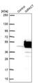 Protein IMPACT antibody, PA5-59409, Invitrogen Antibodies, Western Blot image 