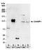 Chromosome Alignment Maintaining Phosphoprotein 1 antibody, A304-217A, Bethyl Labs, Western Blot image 