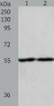 Early Growth Response 1 antibody, TA323079, Origene, Western Blot image 