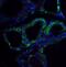 R-spondin-1 antibody, A02857-1, Boster Biological Technology, Immunofluorescence image 