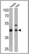 Ribosomal Protein SA antibody, MA5-12840, Invitrogen Antibodies, Western Blot image 