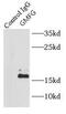 Glia maturation factor gamma antibody, FNab03524, FineTest, Immunoprecipitation image 