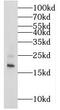 Mitochondrial Ribosomal Protein S25 antibody, FNab05356, FineTest, Western Blot image 