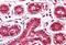 Jumonji Domain Containing 6, Arginine Demethylase And Lysine Hydroxylase antibody, 27-405, ProSci, Western Blot image 