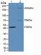 Nitric Oxide Synthase 1 antibody, MBS2001891, MyBioSource, Western Blot image 