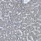 WNK Lysine Deficient Protein Kinase 2 antibody, HPA016519, Atlas Antibodies, Immunohistochemistry frozen image 