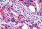 Galanin Receptor 2 antibody, NLS4156, Novus Biologicals, Immunohistochemistry paraffin image 