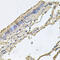 Fatty Acid Binding Protein 12 antibody, 23-963, ProSci, Immunohistochemistry frozen image 