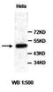 Nucleobindin-1 antibody, orb76965, Biorbyt, Western Blot image 