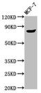 TPX2 Microtubule Nucleation Factor antibody, LS-C673551, Lifespan Biosciences, Western Blot image 