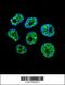 DDB1 And CUL4 Associated Factor 8 Like 2 antibody, 56-104, ProSci, Immunofluorescence image 