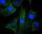 Mitogen-Activated Protein Kinase Kinase 1 antibody, NBP2-67358, Novus Biologicals, Immunocytochemistry image 