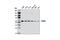 Thioredoxin Reductase 1 antibody, 6925S, Cell Signaling Technology, Western Blot image 