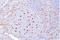 CD68 Molecule antibody, AM50246PU-T, Origene, Immunohistochemistry frozen image 